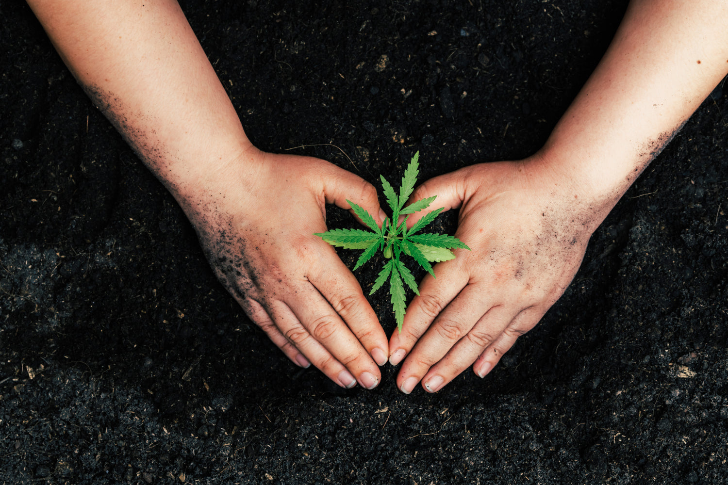 What is Phytoremediation in hemp